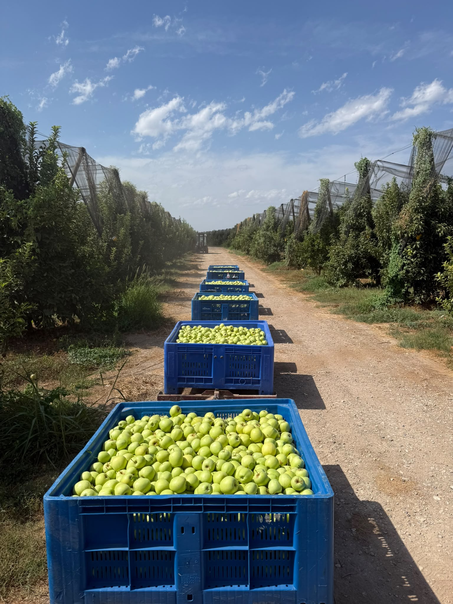 L.M. Caixes amb pomes Golden collides ahir