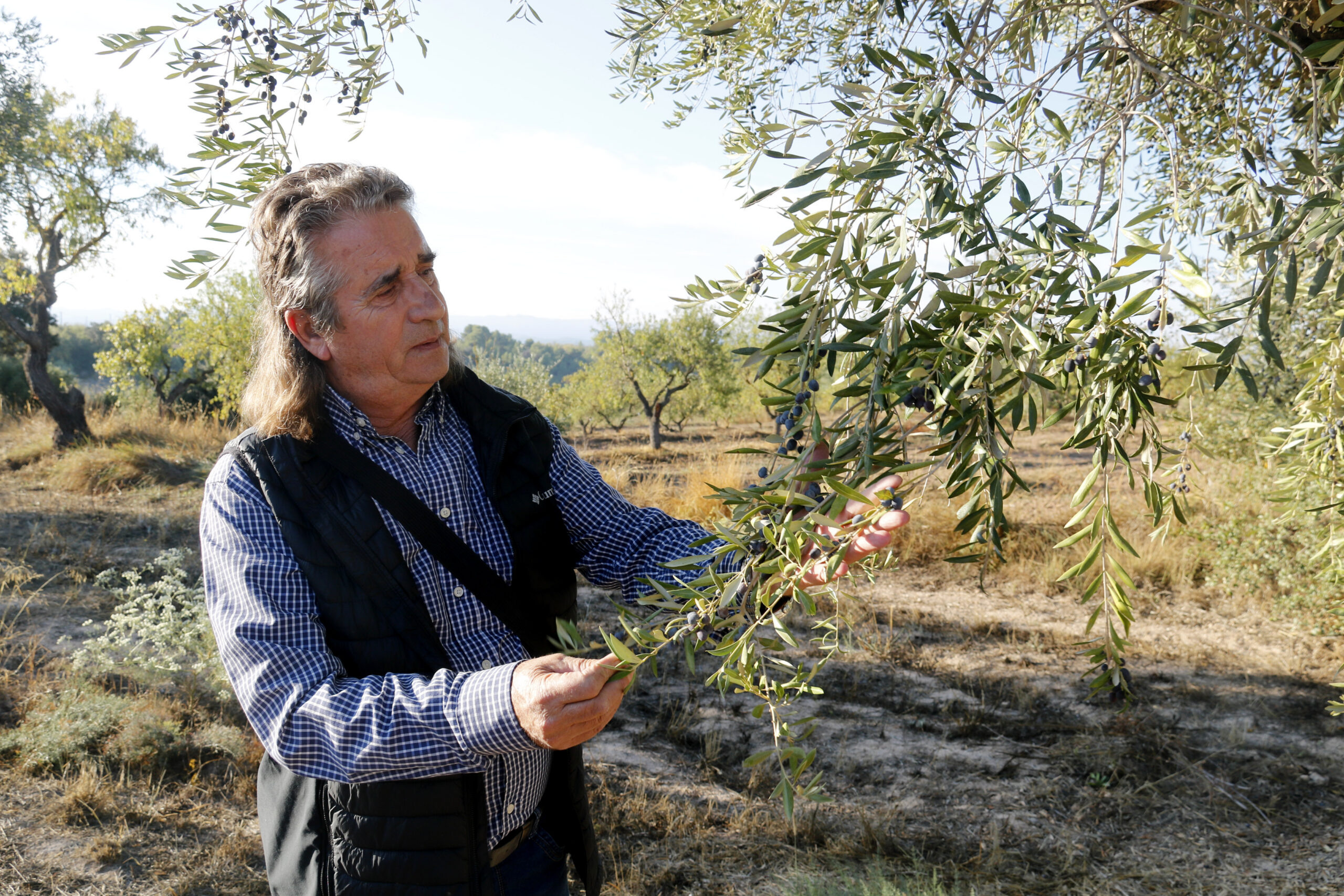 La DOP Les Garrigues preveu produir uns 4 milions de quilos d'oli d ...